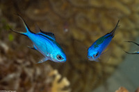 Chromis cyanea (Blue Chromis)