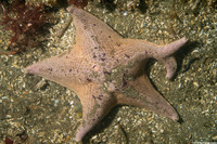 Patiria miniata (Bat Star)