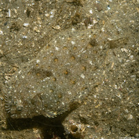 Citharichthys stigmaeus (Speckled Sanddab)