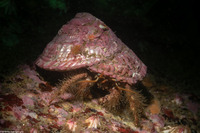 Paguristes ulreyi (Furry Hermit Crab)