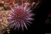 Strongylocentrotus purpuratus (Purple Sea Urchin)