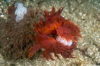 Dendronotus iris (Rainbow Dendronotus)