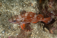 Sebastes miniatus (Vermilion Rockfish)