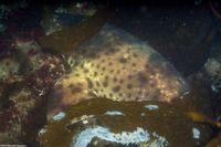 Cephaloscyllium ventriosum (Swell Shark)