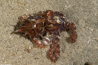 Octopus rubescens (Red Octopus)
