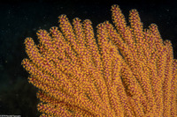 Muricea californica (California Golden Gorgonian)