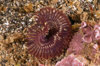 Acromegalomma sp.1 (Sabellid Worm)