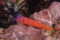 Lythrypnus dalli (Bluebanded Goby)