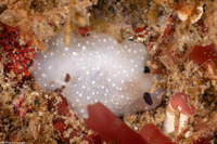 Cadlina limbaughorum (The Limbaughs' Cadlina)