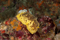 Peltodoris nobilis (Sea Lemon)