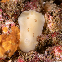 Diaulula sandiegensis (San Diego Dorid)