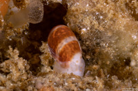 Volvarina taeniolata (Banded California Marginella)