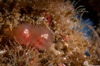 Spirobranchus spinosus (Christmas Tree Worm)