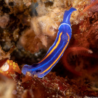 Felimare porterae (Porter's Chromodorid)
