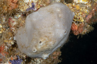 Spheciospongia confoederata (Gray Moon Sponge)