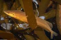 Heterostichus rostratus (Giant Kelpfish)