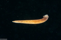 Amphiporus bimaculatus (Chevron Ribbon Worm)