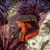 Norrisia norrisi (Norris's Top Snail)