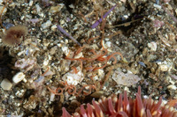 Cirriformia sp.1 (Cirriformia sp.1)