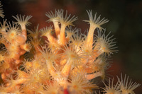 Epizoanthus scotinus (Yellow Zoanthid)