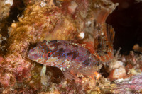 Alloclinus holderi (Island Kelpfish)