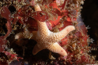 Henricia pumila (Dwarf Mottled Star)