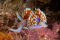 Hermissenda opalescens (Opalescent Nudibranch)