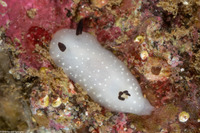 Cadlina limbaughorum (The Limbaughs' Cadlina)