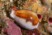 Neobernaya spadicea (Chestnut Cowry)