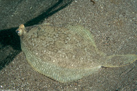 Pleuronichthys coenosus (C-O Sole)