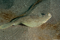 Pleuronichthys coenosus (C-O Sole)