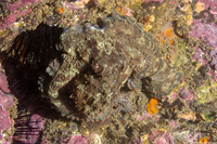 Octopus bimaculatus (Two-Spot Octopus)
