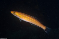 Oxyjulis californica (Señorita)