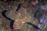 Scorpaena guttata (California Scorpionfish)