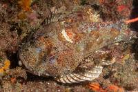 Scorpaena guttata (California Scorpionfish)