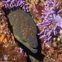 Gymnothorax mordax (California Moray)