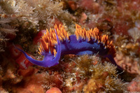 Flabellinopsis iodinea (Spanish Shawl)