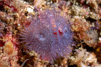 Spirobranchus spinosus (Christmas Tree Worm)