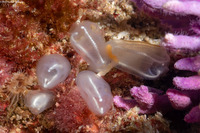 Clavelina huntsmani (Light Bulb Tunicate)