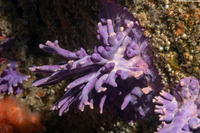 Stylaster californicus (California Hydrocoral)