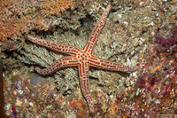 Pharia pyramidata (Yellow Spotted Star)