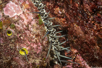 Haliotis fulgens (Green Abalone)