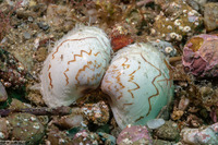 Pitar newcombianus (Newcomb Pitar)