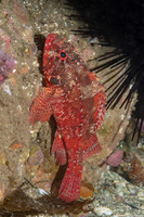 Scorpaenodes xyris (Rainbow Scorpionfish)