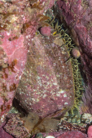 Haliotis fulgens (Green Abalone)