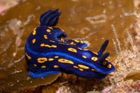 Felimare californiensis (California Chromodorid)