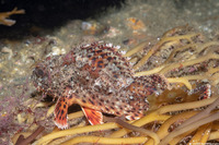 Scorpaena guttata (California Scorpionfish)