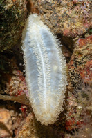 Labidodemas sp.1 (Labidodemas sp.1)