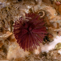 Eudistylia polymorpha (Feather Duster Worm)