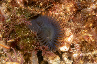 Myxicola sp.1 (Slime Fan Worm)